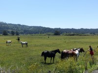 The horse whisperer