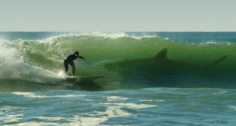 shark-surfer.jpg