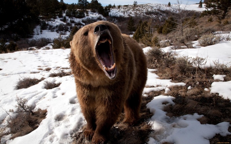 bears_Grizzly_Bears_animals_snow-242019.jpg